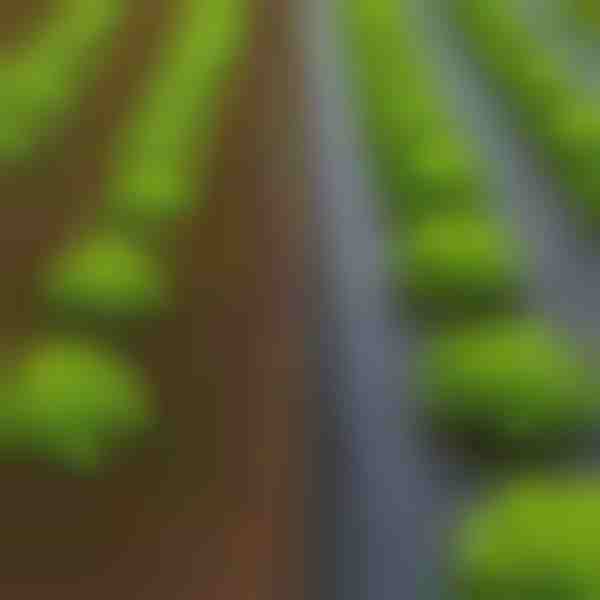 Unkraut in 24 Stunden beseitigt - 0,95 x 10 m Gartenmatte | VEGUARD